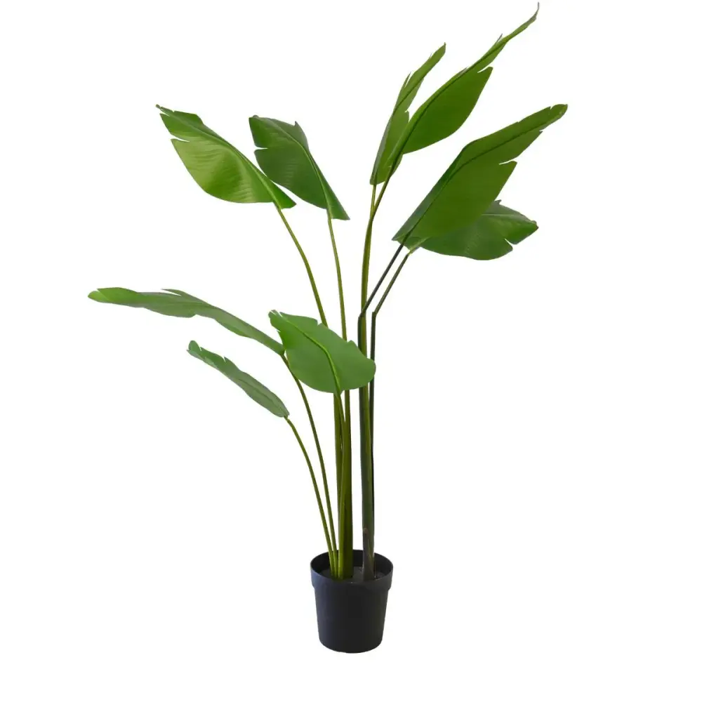Bird Paradise Plant, 150 cm (BPA Free)