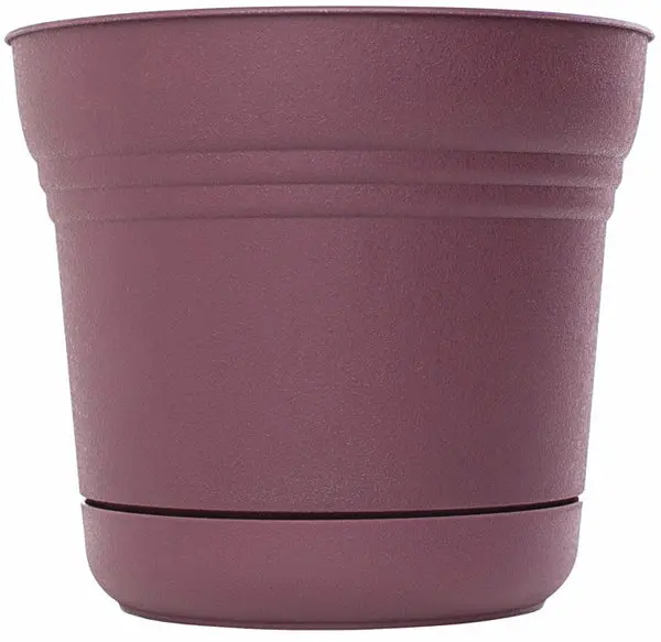 Bloem SP1229 12 Inch Plastic Round Saturn Planter Saucer Passion Fruit