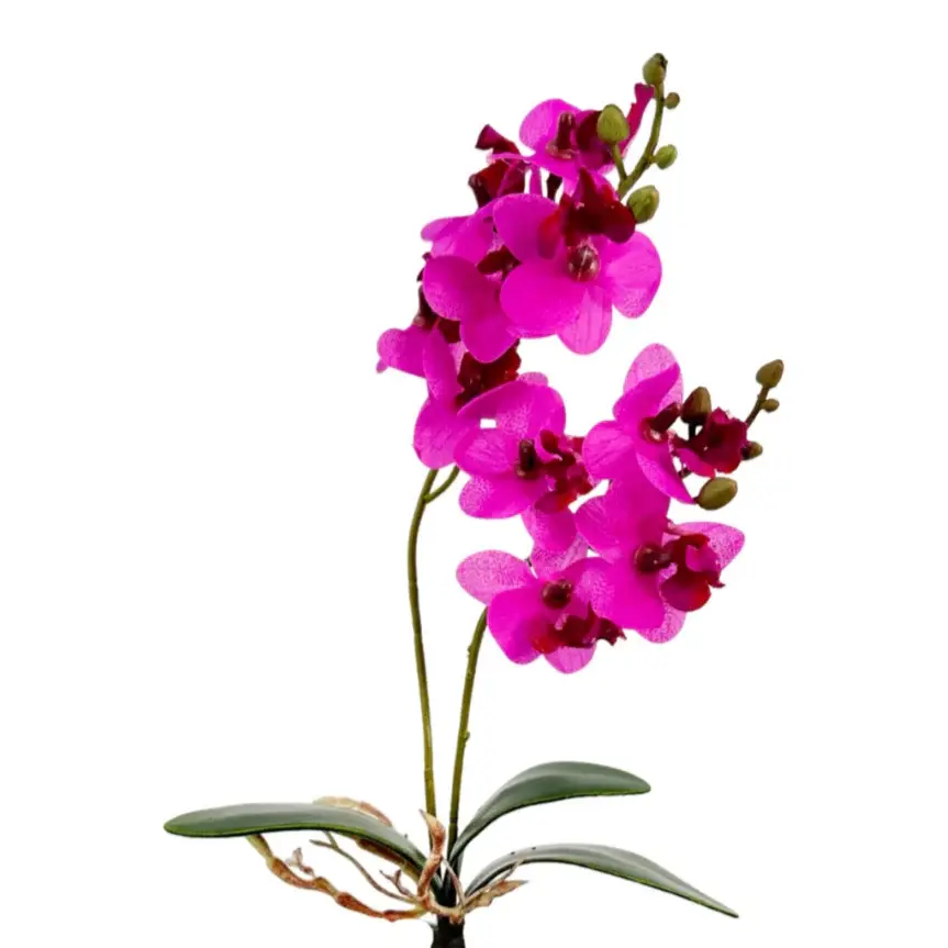 Mini Phalaenopsis Plant Luminous Pink