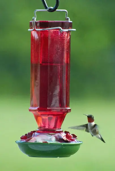 Audubon NA35241 Vintage Square Hummingbird Feeder 16 Oz Ruby Red Glass