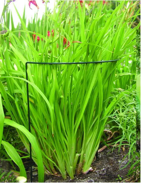 Luster Leaf 1045 Link-Ups Plant Prop-Up U-Support 15 x 30 Sturdy Plant Growth