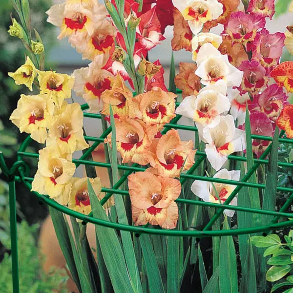 Panacea 89320 Green PVC Coated Grow Thru Ring Plant Support 20 x 30 Inches