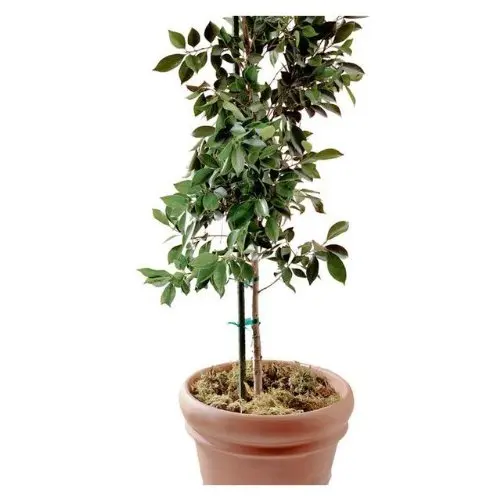 Miracle-Gro SMG12040 Green Plastic Coated Heavy-Duty Super Steel Stake 6 Feet Tall Plant Support