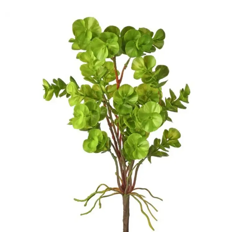 Water Eucalyptus Plant